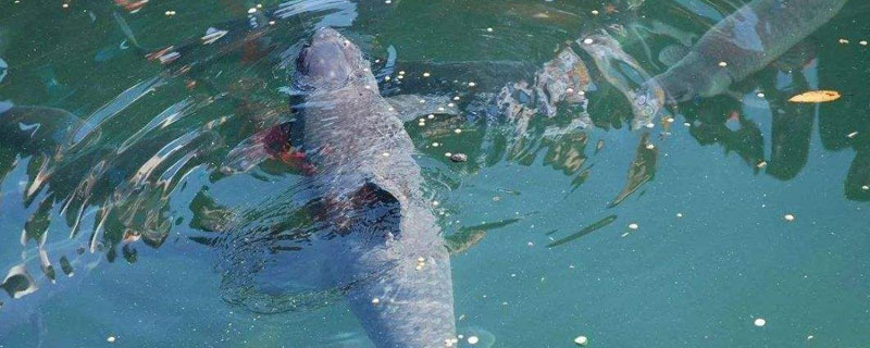 青魚養殖條件,選址建塘后科學投喂是關鍵,注意水質調節