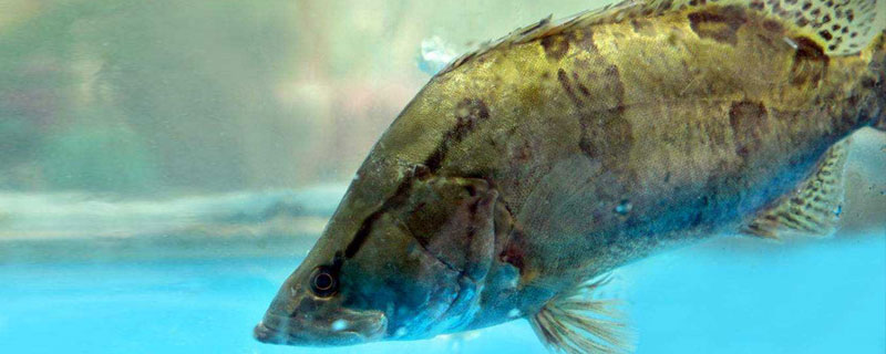 鱖魚冬天好養嗎?越冬前要減小養殖密度,建造越冬池