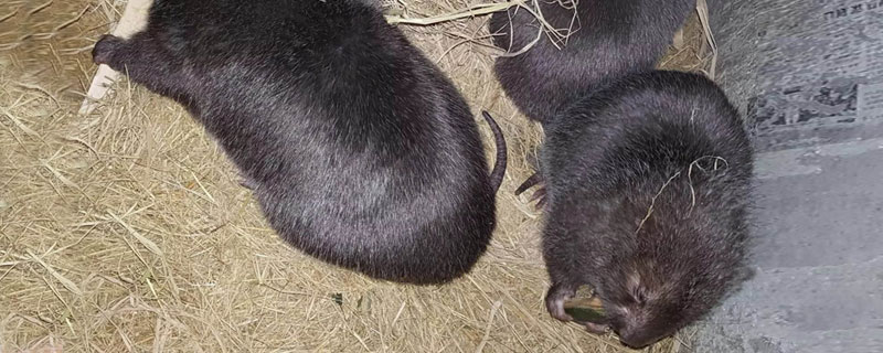 低成本養殖什么賺錢？這四類養殖項目成本較低且利潤可觀