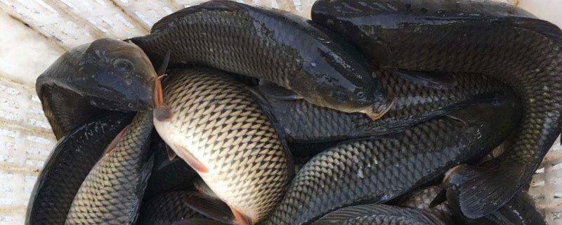 養青魚一畝產量多少?提高產量需注意投放密度及科學管理