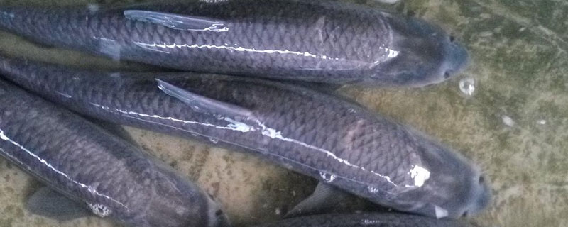 魚塘里能養青魚嗎?建塘面積不宜過大,可混養其他魚類