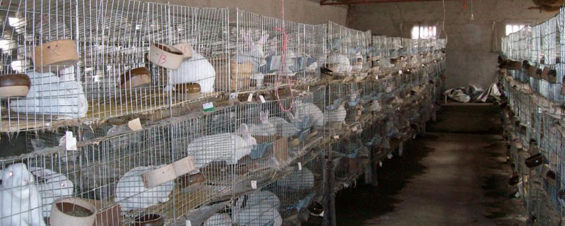 自制兔全價飼料配方，各年齡階段飼料搭配需不同