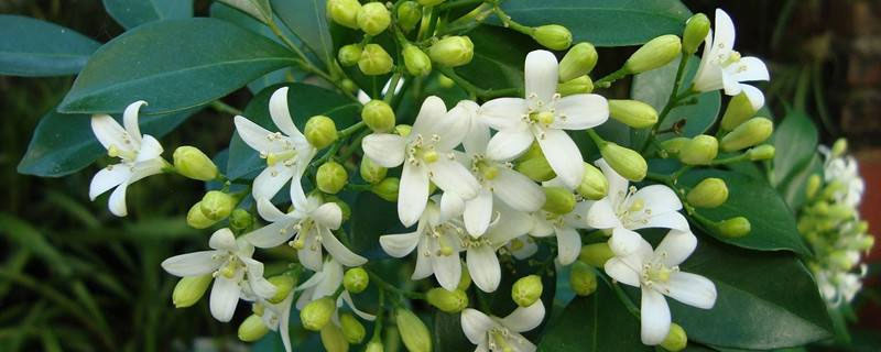 九里香的養(yǎng)殖方法之六個(gè)要點(diǎn)，陽光需充足，土干澆水不能積水