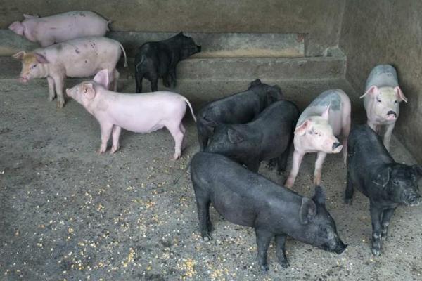 小蘇打喂豬的禁忌