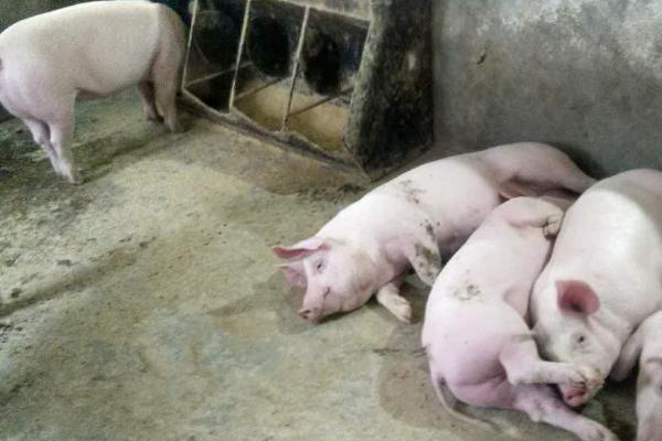 小蘇打喂豬的禁忌