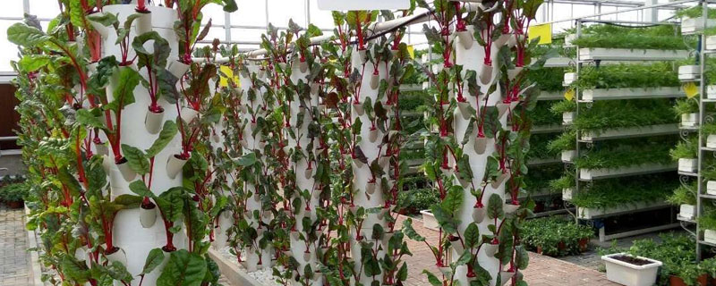 新型農業種植項目，售價較高，找好銷路是關鍵