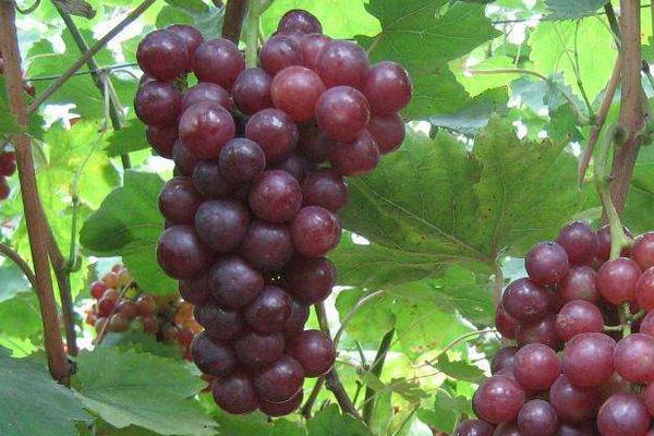 大棚新品種葡萄苗