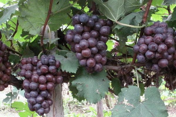 大棚新品種葡萄苗