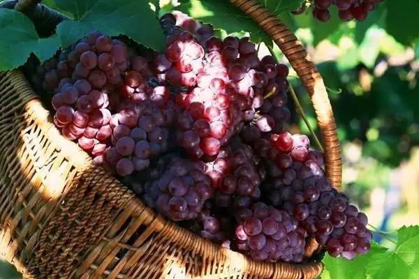 大棚新品種葡萄苗