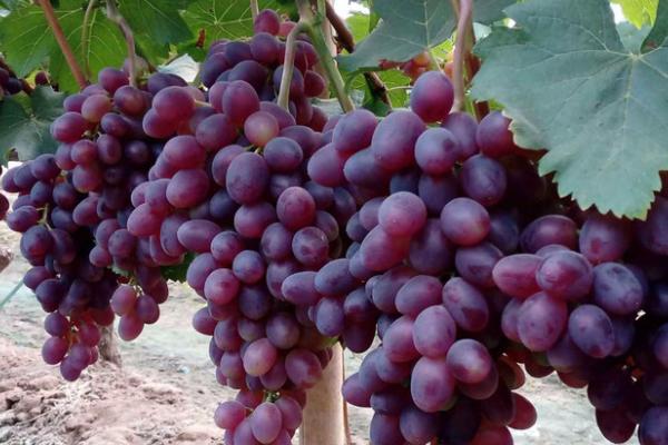 大棚新品種葡萄苗