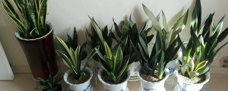 虎皮蘭的養殖方法和虎皮蘭長高秘訣，陽光充足是關鍵