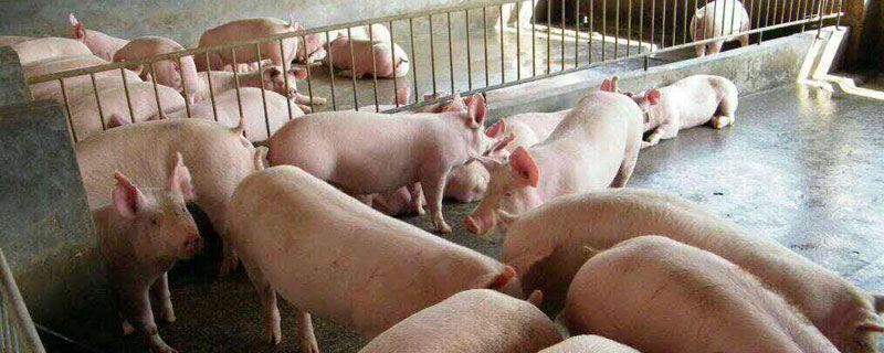 大蒜可長期用以喂豬嗎？意想不到的七大好處