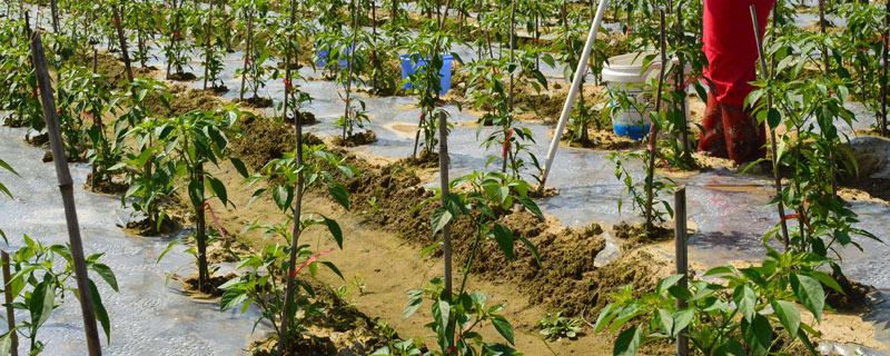 經(jīng)濟最佳施肥量，獲得單位面積最高施肥利潤的施肥量