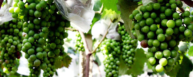 大棚新品種葡萄苗有哪些？大粒玫瑰香及早夏黑無核最受歡迎