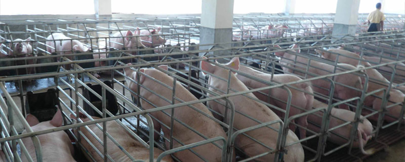 養(yǎng)豬業(yè)現(xiàn)狀及發(fā)展趨勢，目標成為養(yǎng)豬強國