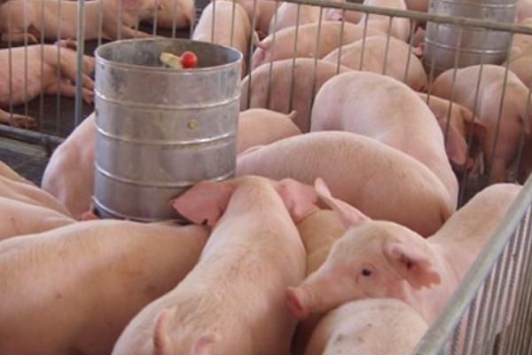 今年養(yǎng)豬行情如何