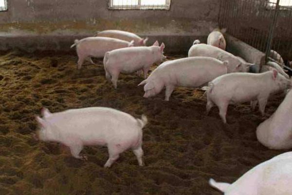 今年養(yǎng)豬行情如何