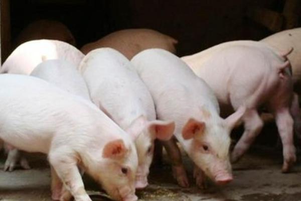 今年養(yǎng)豬行情如何