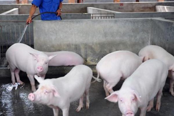 今年養(yǎng)豬行情如何