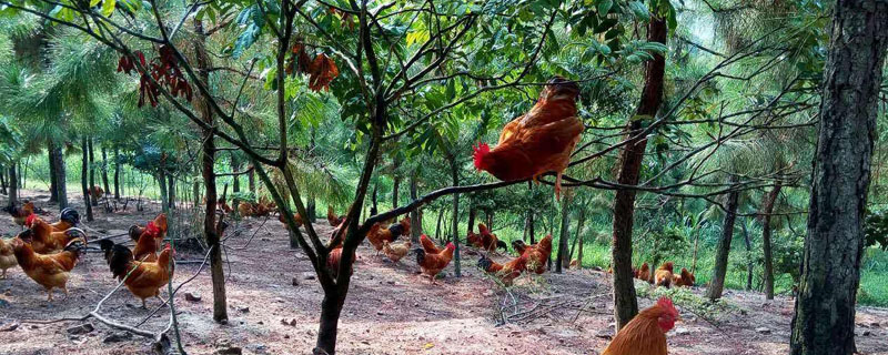 散養土雞的養殖技術，加強管理，提高產蛋率和生長速度