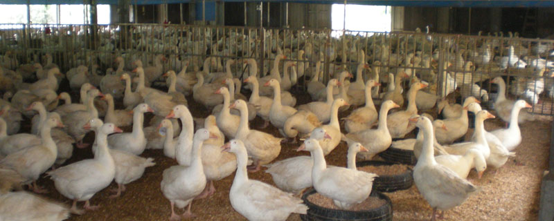 想養鵝哪里有正規養殖場?建議就近尋找后上門考察