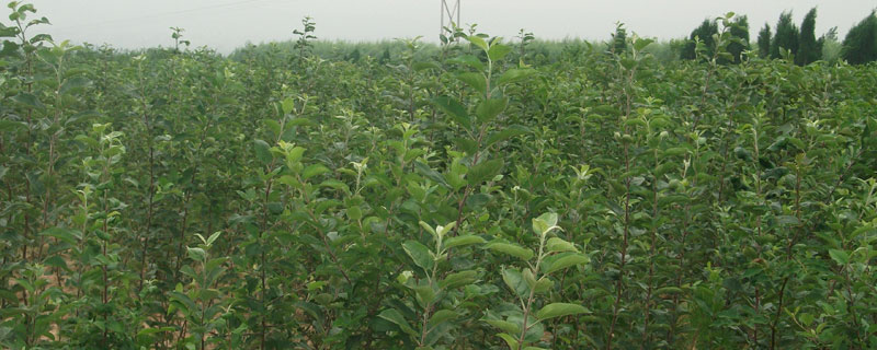哪里出售蘋果苗?一般蘋果苗木基地均有