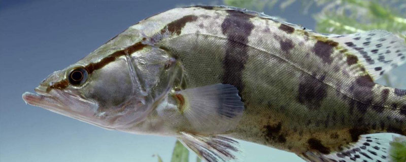 鱖魚養殖注意事項,水質調節和放養密度是關鍵