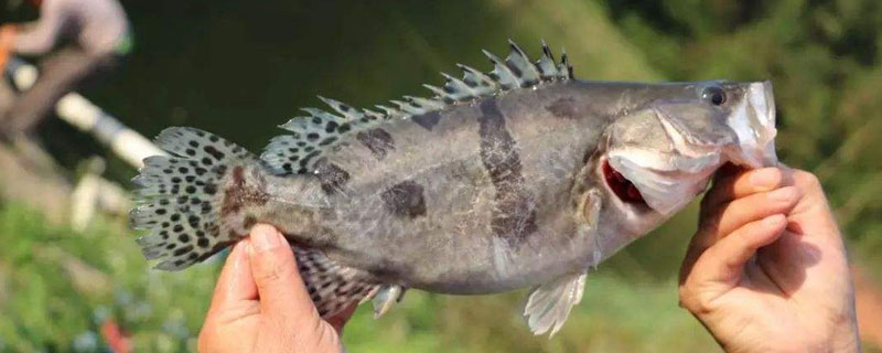 鱖魚養殖周期,育苗培育、魚種培育及成魚養殖3個階段