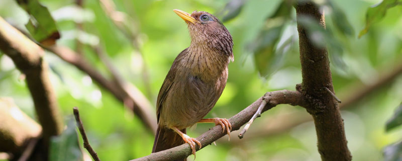 小雞料喂畫眉的方子,小雞料做底適當添加玉米粉或豆類