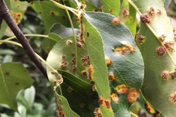 克菌丹不能和什么混用？有機磷類農藥及含有鋅離子的葉苗肥