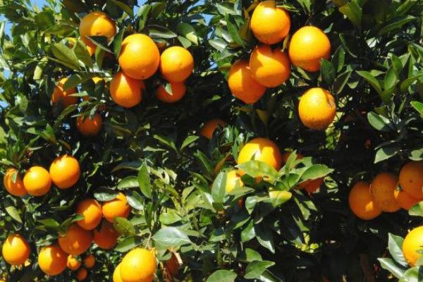 乙蒜素跟什么農(nóng)藥可配,正確搭配使用可有效防治病害