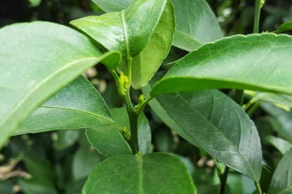 乙蒜素跟什么農(nóng)藥可配,正確搭配使用可有效防治病害