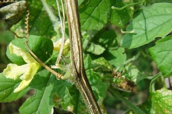 乙蒜素跟什么農(nóng)藥可配,正確搭配使用可有效防治病害