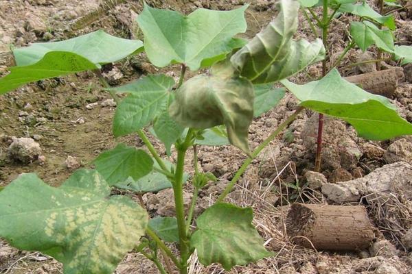 乙蒜素跟什么農(nóng)藥可配,正確搭配使用可有效防治病害