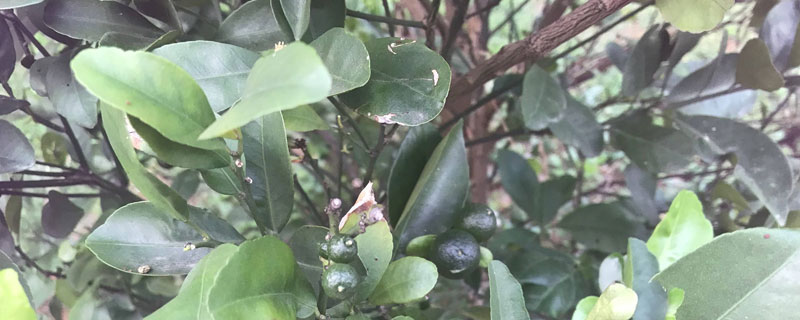 乙蒜素跟什么農(nóng)藥可配,正確搭配使用可有效防治病害