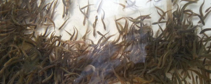 泥鰍適合養殖在哪里?不同的地方養殖方式有所不同