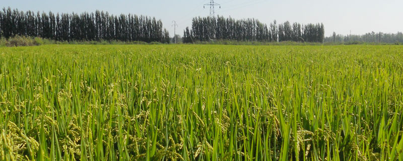 種糧食的順序排列，先耕田播種再施肥插秧