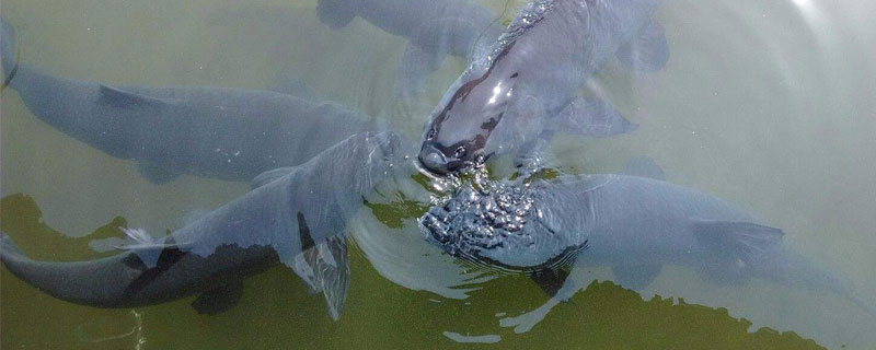 北方能不能養青魚?可以養但主產區在長江以南