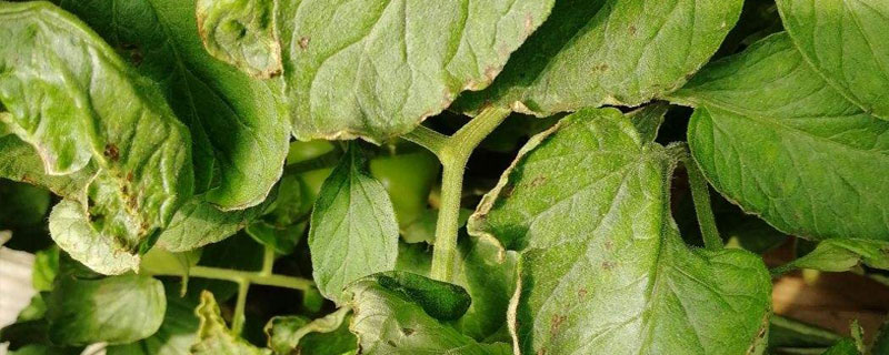 露娜森注意事項(xiàng)，施藥注意安全，不能隨便混用