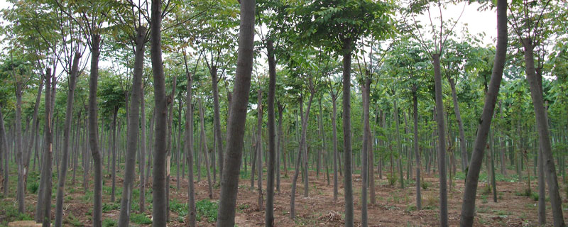 楸樹的種植是騙局嗎？速生苗木行業不能盲目進入