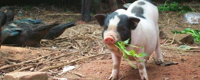 豬催肥小竅門，可用雞蛋清或檸檬酸及催肥飼料添加劑