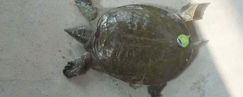 甲魚腐皮病癥狀及防治方法