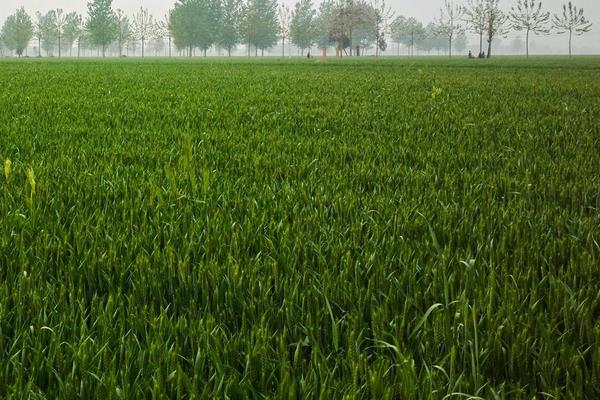 驃馬除草劑作用及簡(jiǎn)介