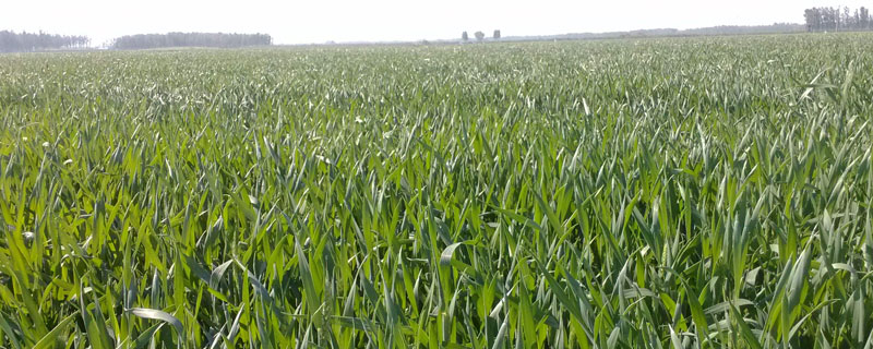 驃馬除草劑作用及簡介