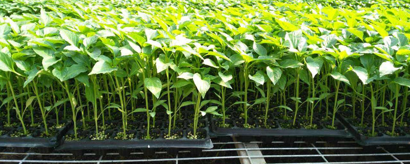 怎樣用育苗盤育辣椒苗？播種方法步驟