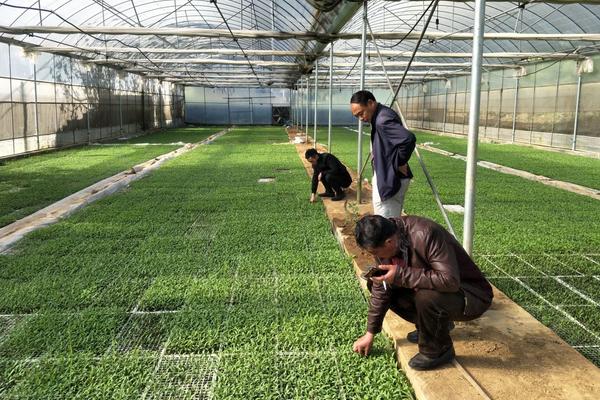 怎樣用育苗盤育辣椒苗