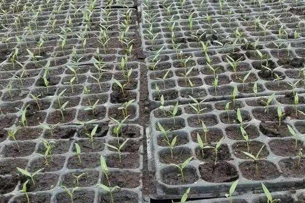 怎樣用育苗盤育辣椒苗
