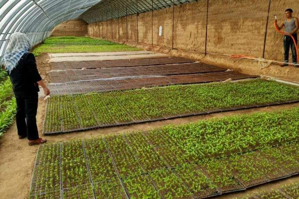 怎樣用育苗盤育辣椒苗