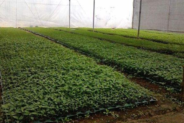 怎樣用育苗盤育辣椒苗