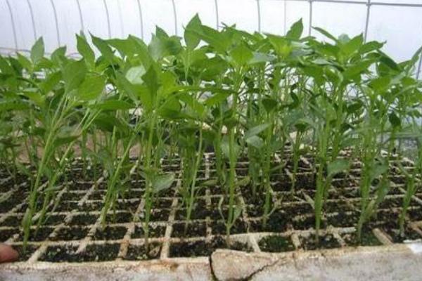 怎樣用育苗盤育辣椒苗